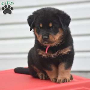 Adina, Rottweiler Mix Puppy